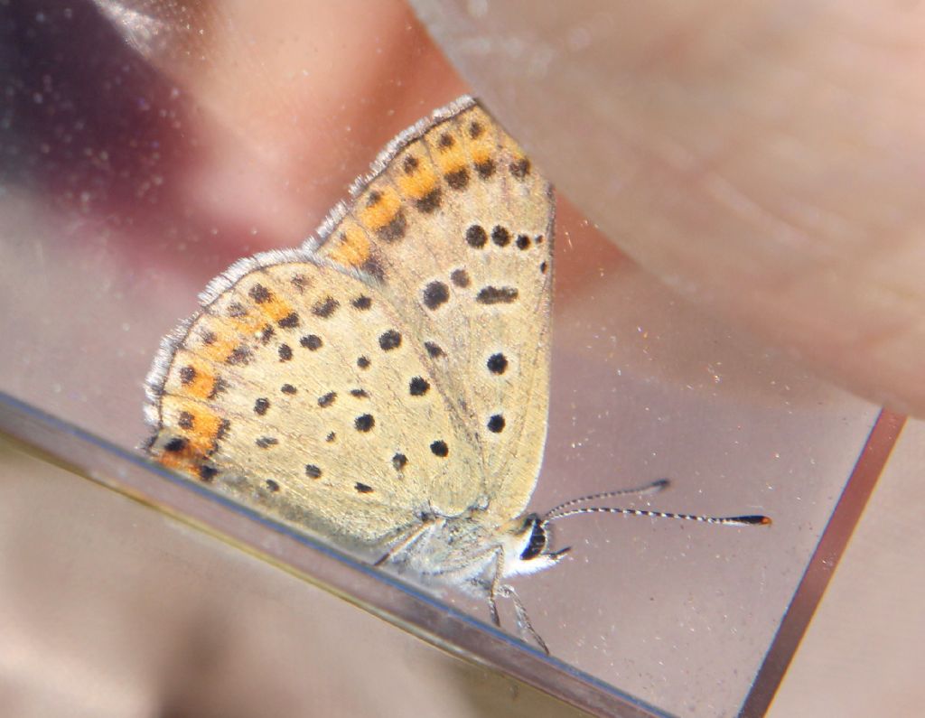 P. icarus?  No, Lycaena tityrus